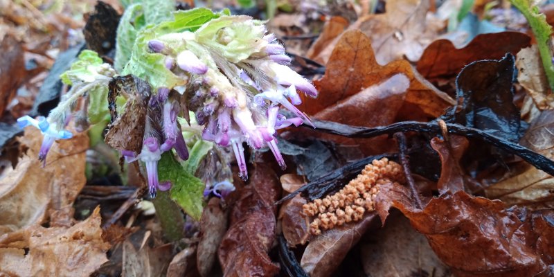 Trachystemon orientalis Трахистемон восточный